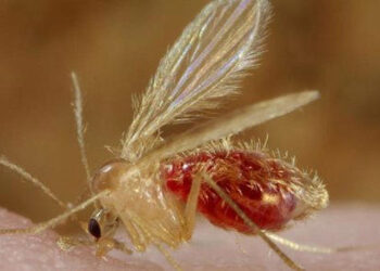 ¿Será la leishmaniasis la nueva amenaza epidemiológica? Atención a los mosquitos y otros parásitos