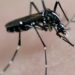 El mosquito tigre y el dengue son una amenaza que se ha duplicado