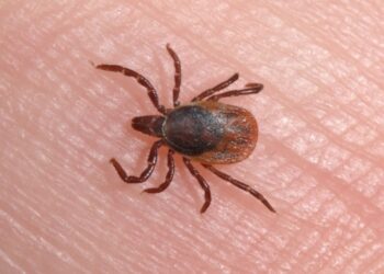 La Comunidad detecta un caso de fiebre hemorrágica de Crimea-Congo por picadura de  garrapata